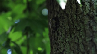 一只雌性甲虫在东京街道附近的树上拿着视频素材模板下载