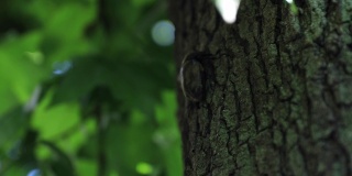 一只雌性甲虫在东京街道附近的树上拿着