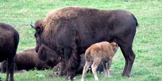 野牛，哺乳小牛，牧场上的野牛群，自由放养，小野牛