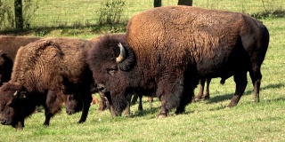 野牛，牧场上的野牛群，自由放养，野牛