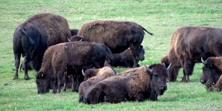 野牛，牧场上的野牛群，自由放养，野牛