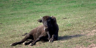 年轻的野牛，牧场上的野牛群，自由放养，小野牛