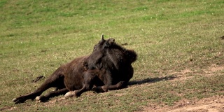 Young bison, Bison herd on the pasture, free-range husbandry, Bos bison