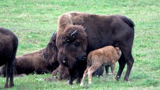 野牛，哺乳小牛，牧场上的野牛群，自由放养，小野牛视频素材模板下载
