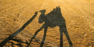 野地骑骆驼的剪影
