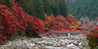 在日本爱知县中部地区的Korankei山谷，游客们在欣赏瀑布和红枫五彩秋叶的红桥。