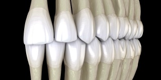 牙齿咬合，宏观视图。医学上准确的牙齿3D动画。
