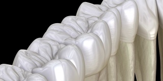 下颌牙齿，宏观视图。医学上准确的牙齿3D动画。