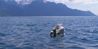 大白天鹅游泳在一个清晰的山湖在瑞士阿尔卑斯山的背景