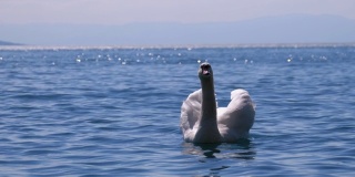 大白天鹅游泳在一个清晰的山湖在瑞士阿尔卑斯山的背景