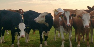 奶牛在日落的牧场