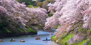 日本东京千鸟渊公园的樱花，慢镜头