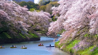 日本东京千鸟渊公园的樱花，慢镜头视频素材模板下载