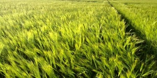 在阳光明媚的日子里，青绿的田野上，大麦茎被风吹动