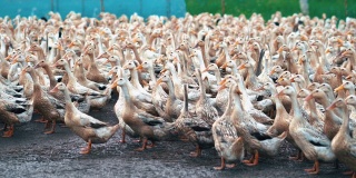 巨大的鸭群行走和移动拍打在农场的4k镜头场景，行为和家畜概念