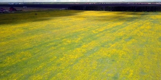 空中大片黄色的蒲公英草地，映衬着图画般的天空
