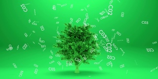 树木吸收二氧化碳或树木吸收二氧化碳