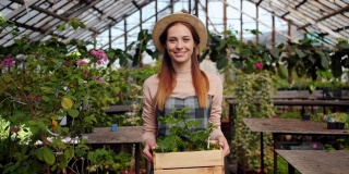 肖像快乐的园丁走在温室与植物的盒子微笑