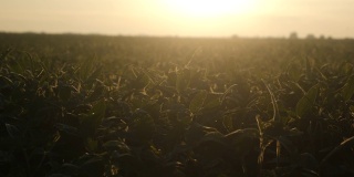 在农场的大豆地里种植大豆