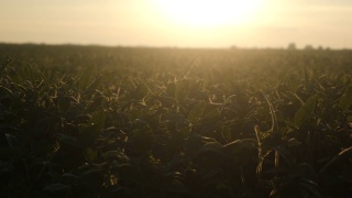 在农场的大豆地里种植大豆视频素材模板下载