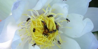 特写小蜜蜂收集花粉从自然界的白莲花。