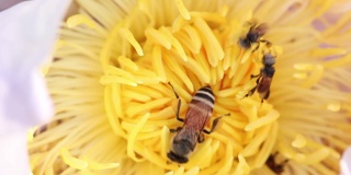 近距离的蜜蜂收集花粉从自然界的白莲花。