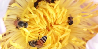 近距离的蜜蜂收集花粉从自然界的白莲花。