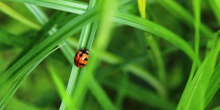 瓢虫在大自然的绿草上沉默。