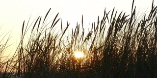 夕阳下沙丘草的剪影