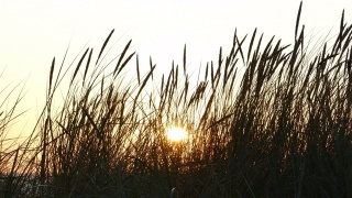 夕阳下沙丘草的剪影视频素材模板下载