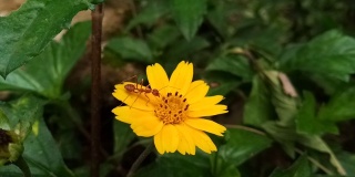 红色的蚂蚁在黄色的花上