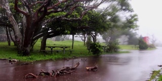公园风景中有台风吹过的风雨