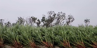 风吹雨打的甘蔗田风光