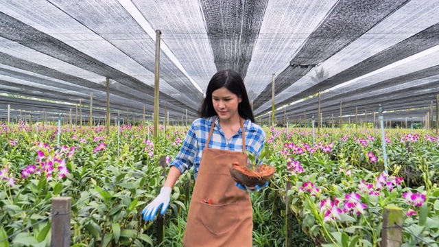 亚洲妇女在亚洲的大型兰花花园中种植兰花。