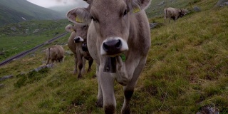 在瑞士阿尔卑斯山牧场上的奶牛