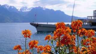高山上的五彩花朵和日内瓦湖上的过往船只。瑞士视频素材模板下载