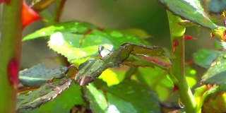 雨后的绿植