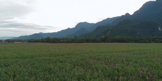 4k无人机拍摄，春光明媚，稻田和高山云天，亚洲山水