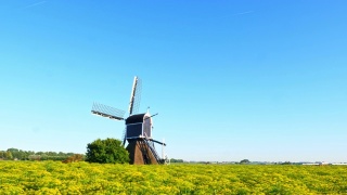 美丽的荷兰风车和莳萝视频素材模板下载