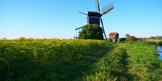 美丽的荷兰风车和莳萝