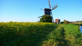 美丽的荷兰风车和莳萝视频素材模板下载
