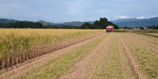 日本水稻收割的鸟瞰图