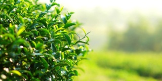 清晨的阳光下，茶园里新鲜的绿茶叶子。