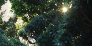 太阳光线透过绿树的叶子。