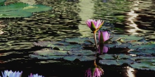 池塘上美丽的粉红色荷花。