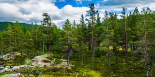 航拍:斯堪的纳维亚半岛的北方森林