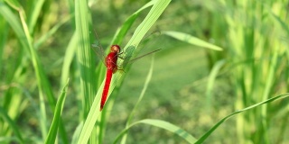 大自然中绿色草地上的红蜻蜓。