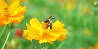 蜜蜂在黄花上采集花粉。