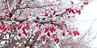 这是小檗树枝上的初霜