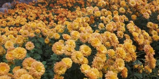 镜头掠过长满桔黄色花朵的林间空地